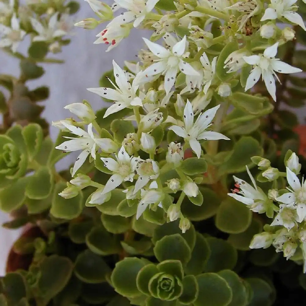 SEDUM spurium 'Album Superbum'