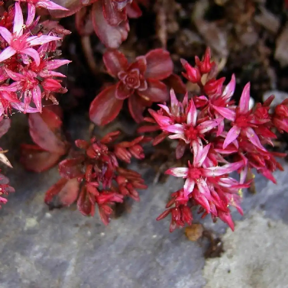 SEDUM spurium 'Atropurpureum'