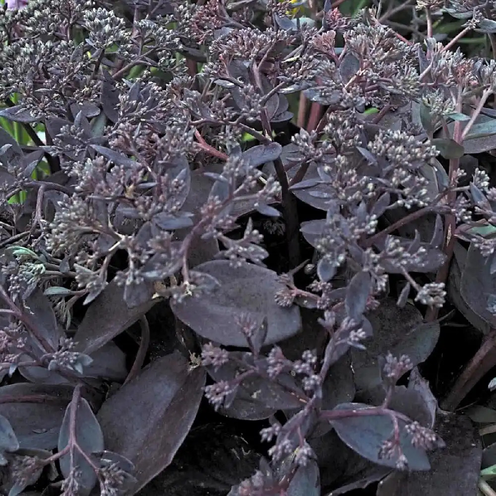 SEDUM spectabile 'Black Jack'