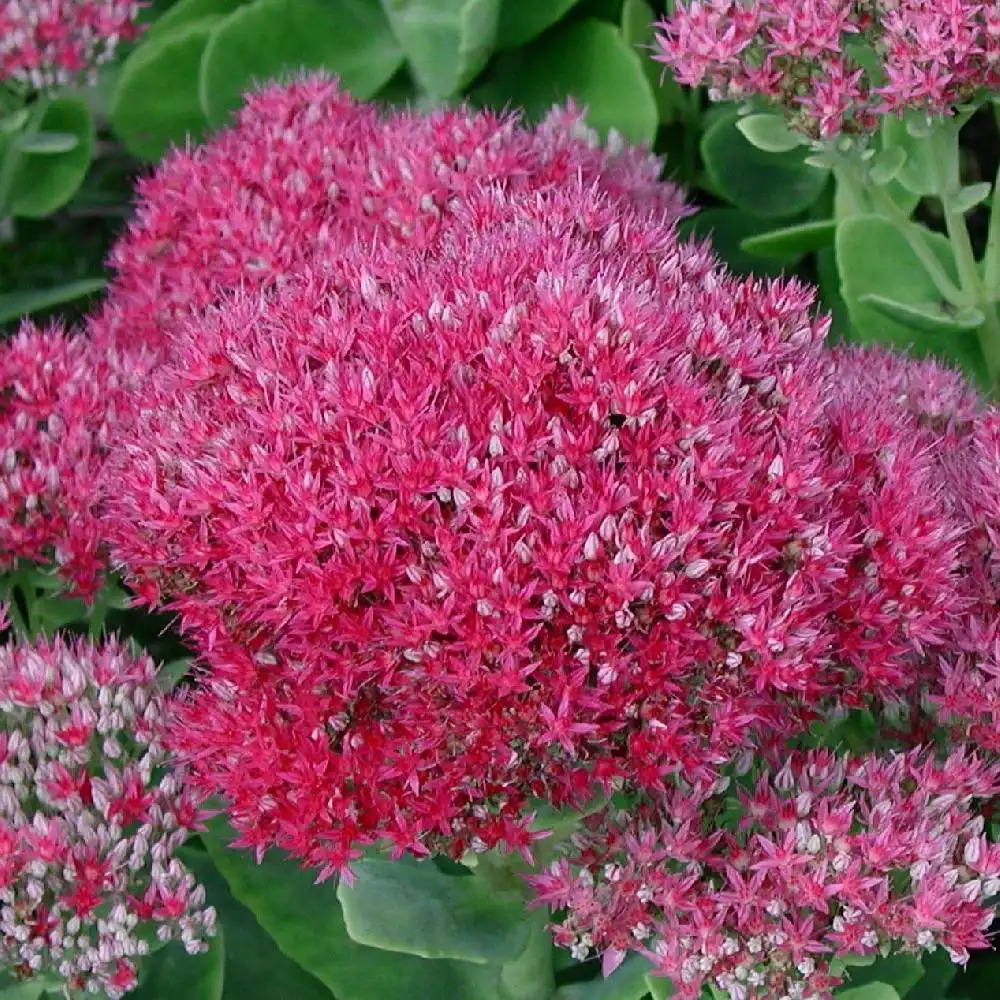 SEDUM spectabile 'Brillant'