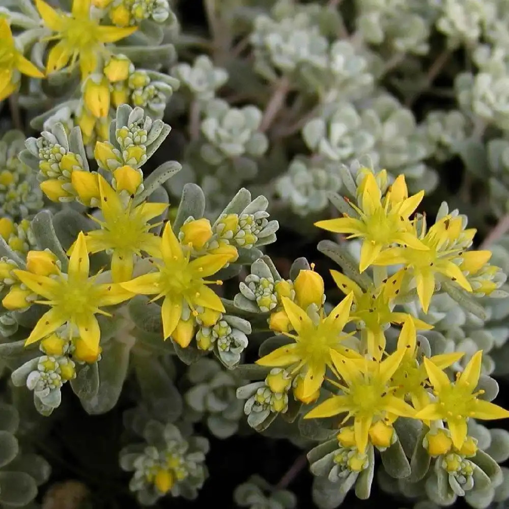 SEDUM spathulifolium 'Cape Blanco'