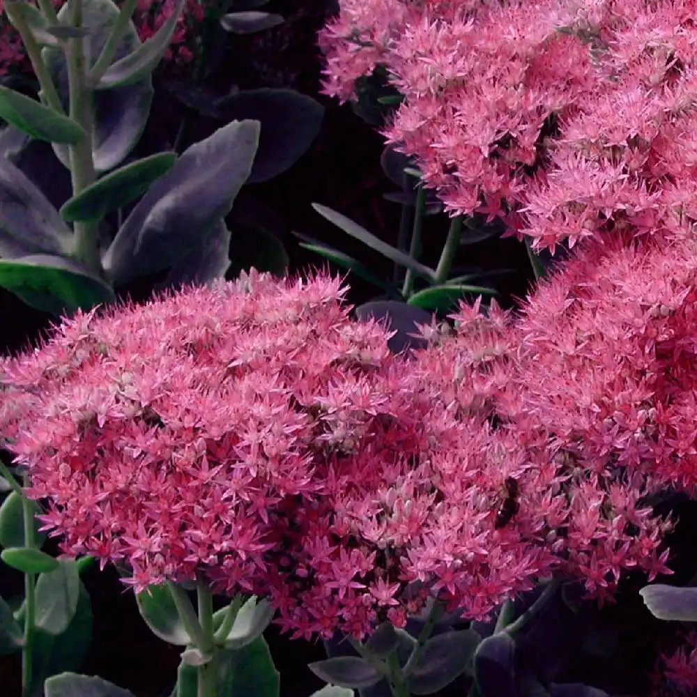 SEDUM spectabile 'Carmen'