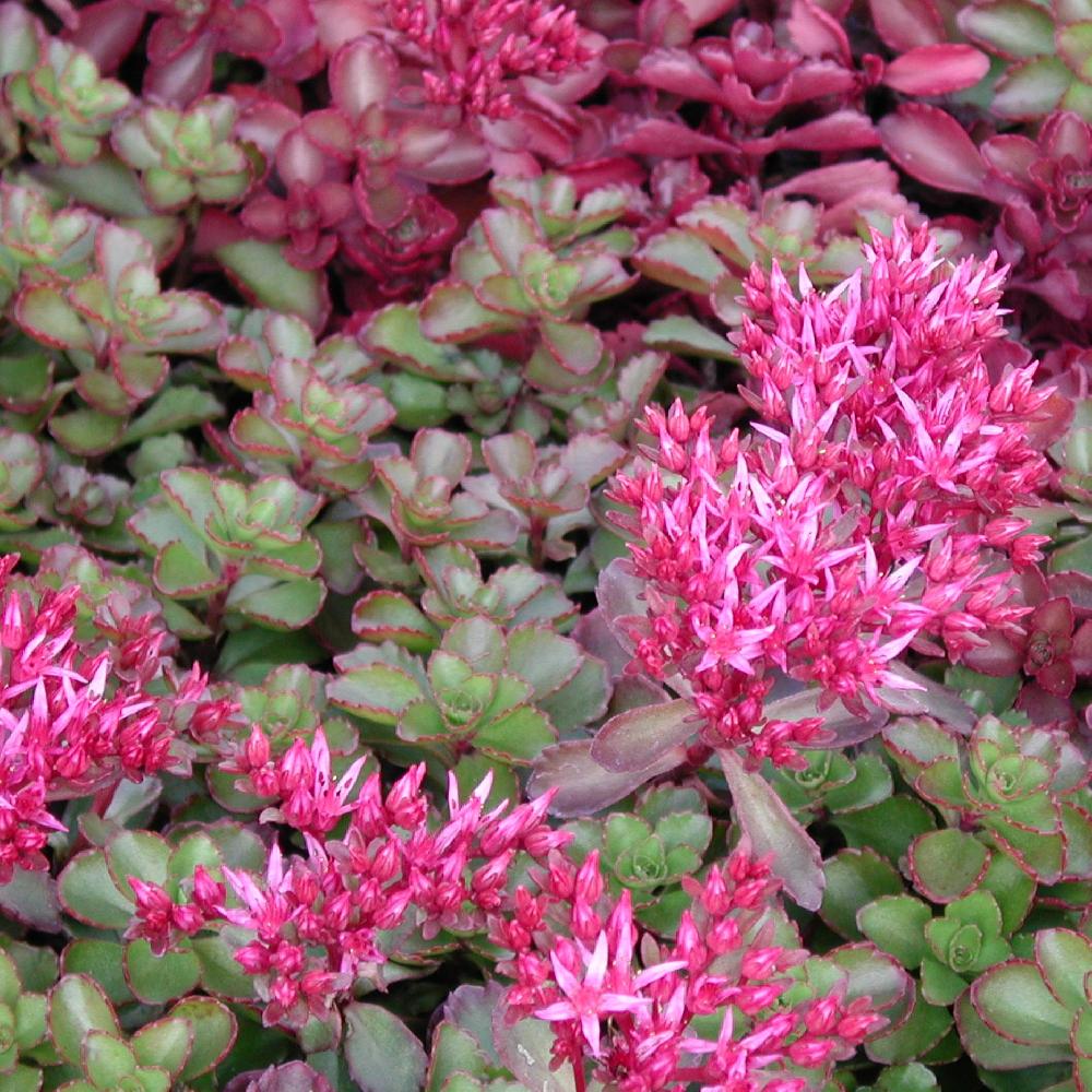 SEDUM spurium 'Fuldaglut'