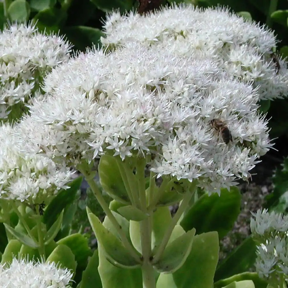 SEDUM Spectabile Iceberg Orpin P pini res Lepage Bretagne Bord De Mer