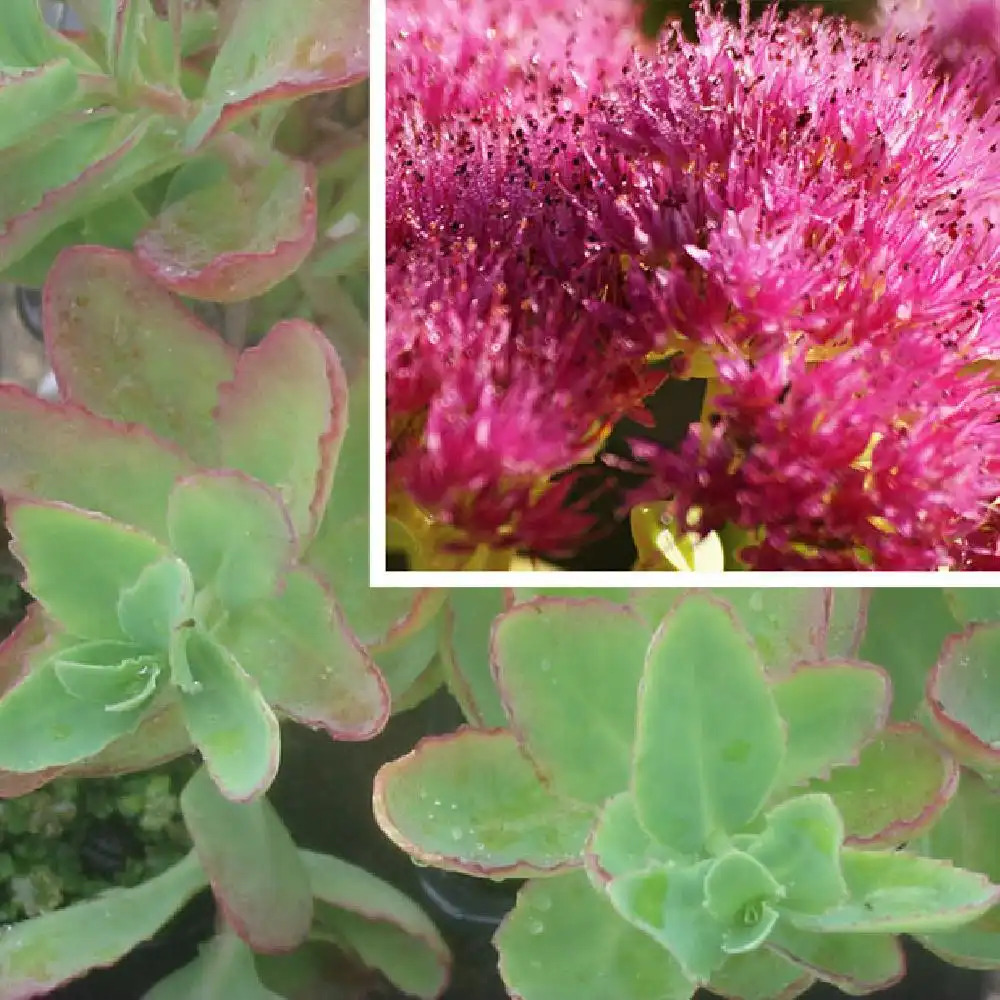 SEDUM spectabile 'Indian Chief'