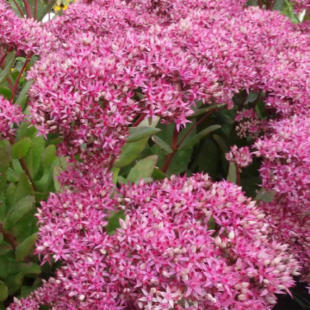 SEDUM 'Mr Goodbud'