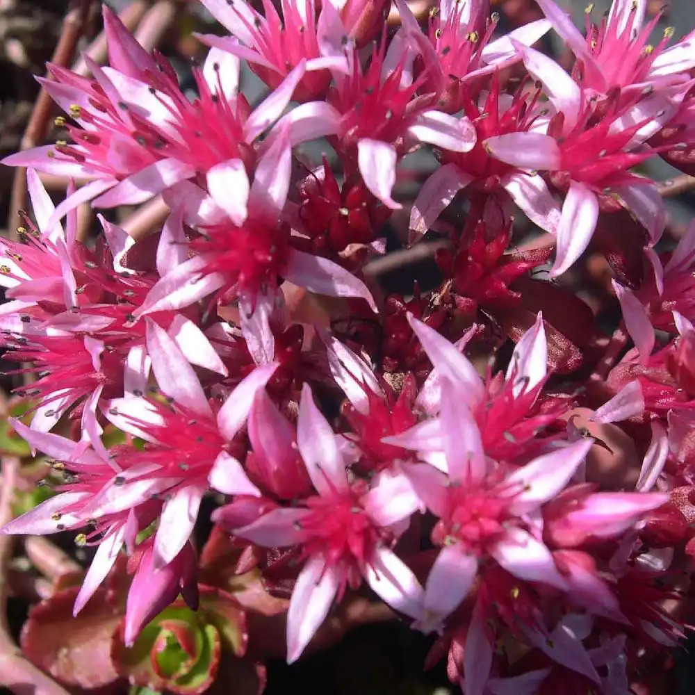 SEDUM spurium 'Purpurteppich'