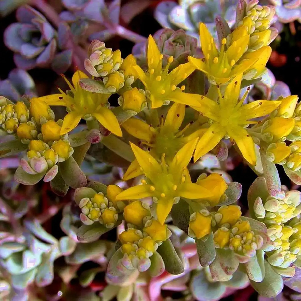 SEDUM spathulifolium 'Purpureum'