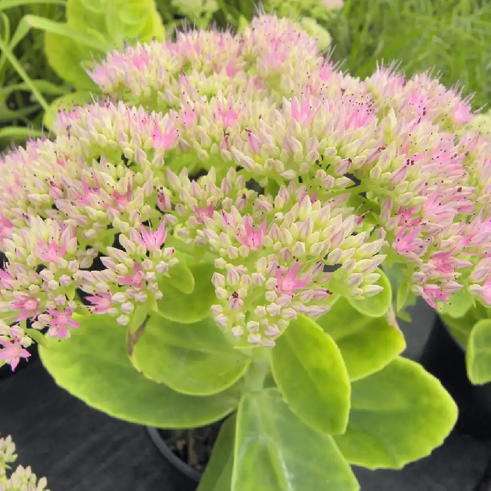 SEDUM spectabile 'Rosenteller'