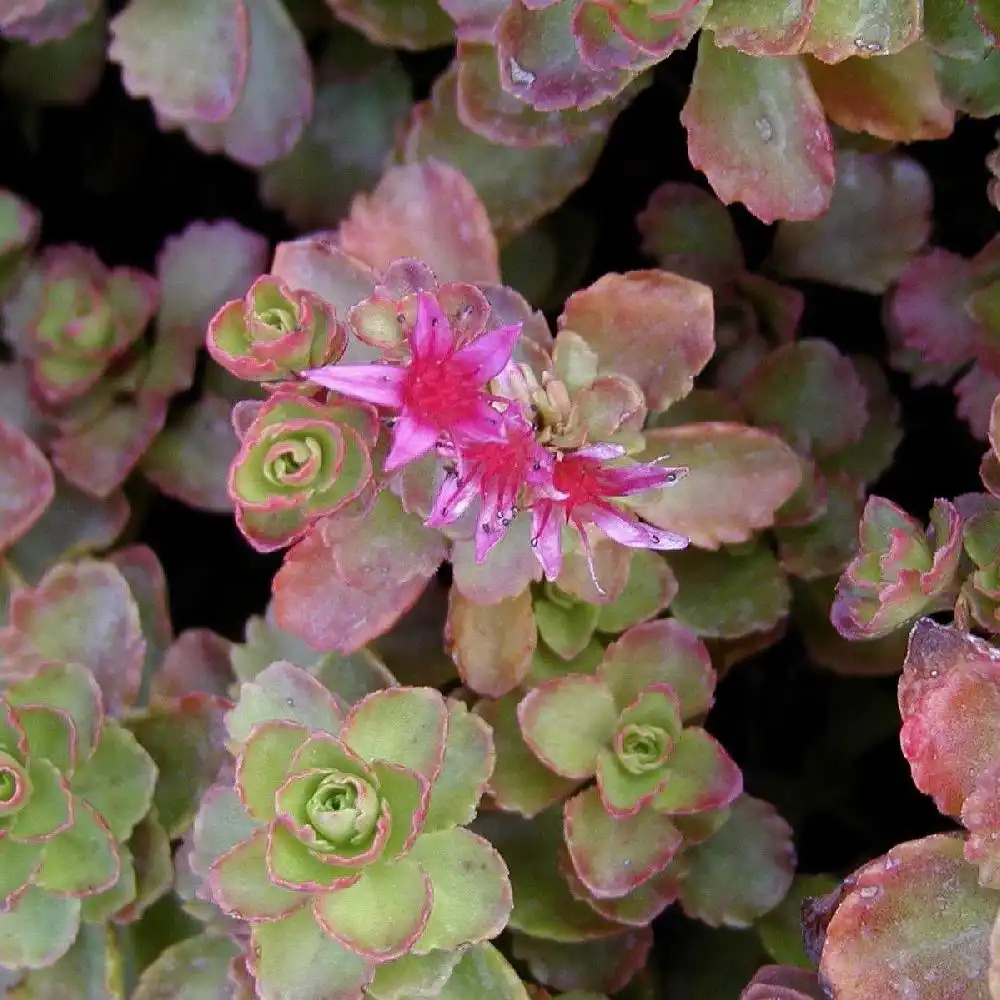 SEDUM spurium 'Schorbuser Blüt' ('Dragon's Blood')