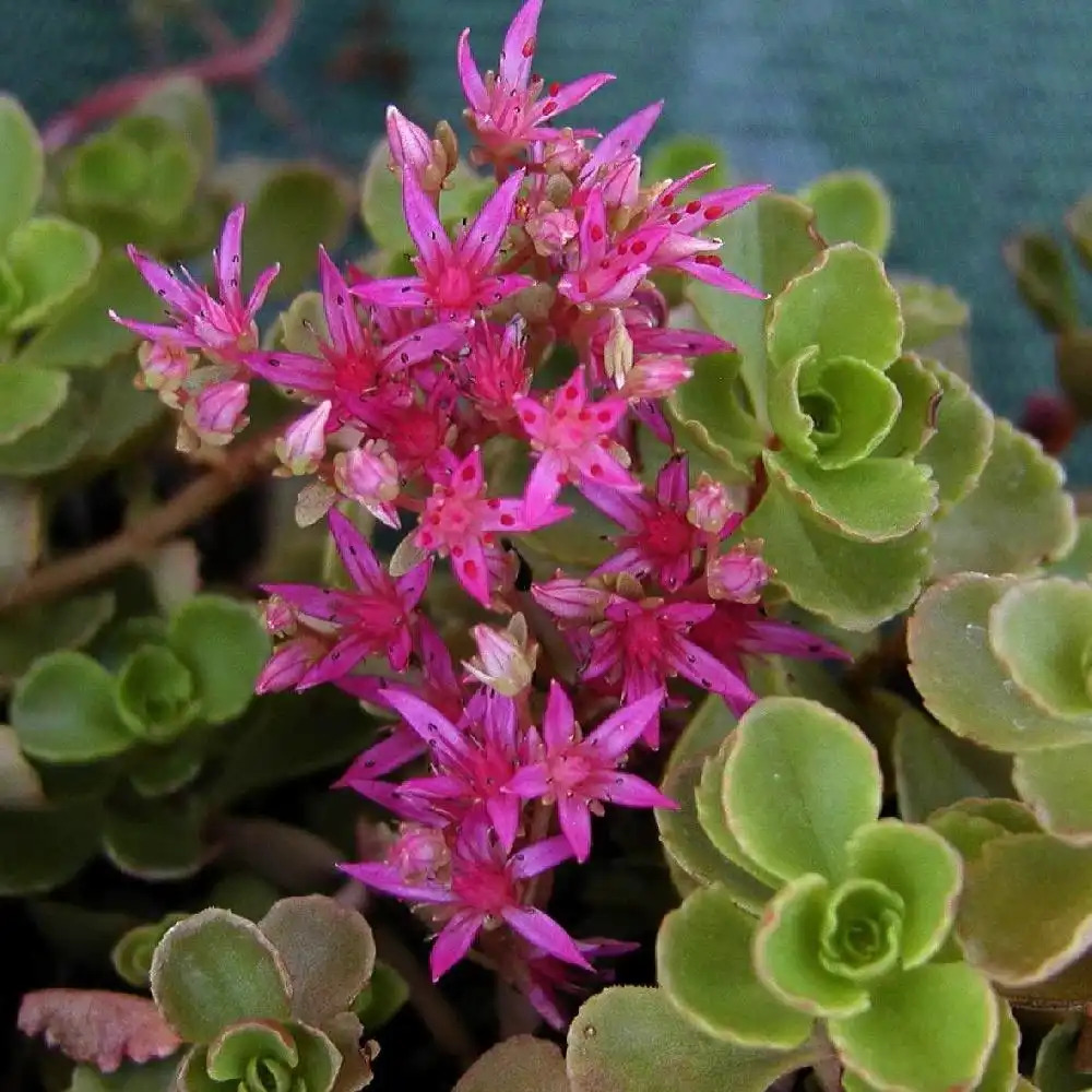 SEDUM spurium 'Splendens' ('Coccineum')