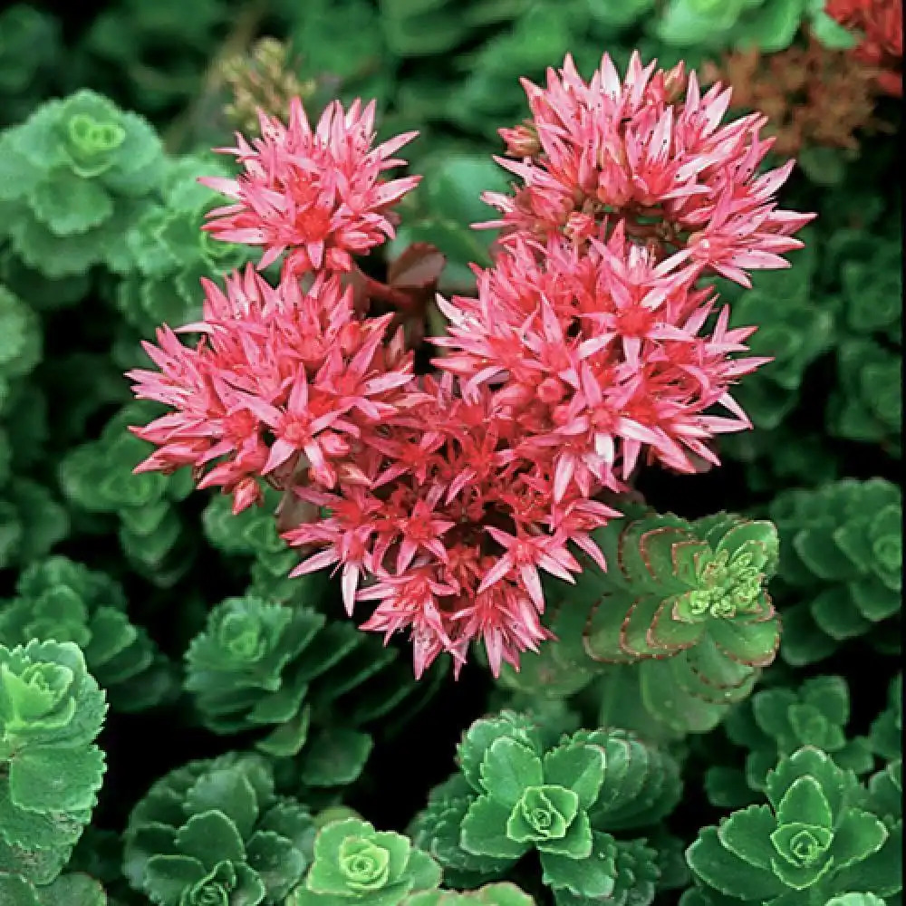 SEDUM spurium 'Summer Glory'