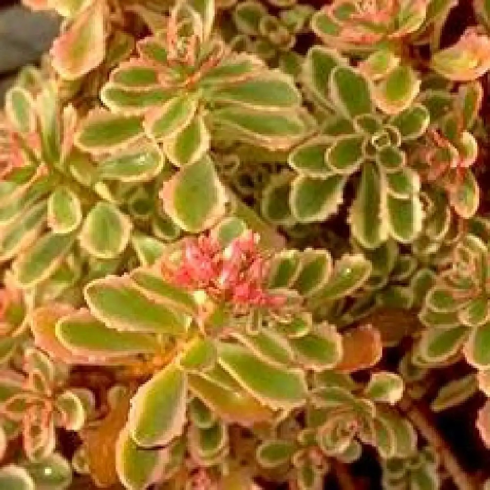 SEDUM spurium 'Variegatum'