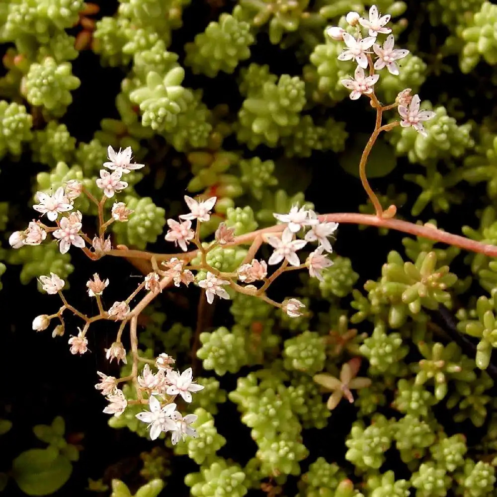 SEDUM stefco