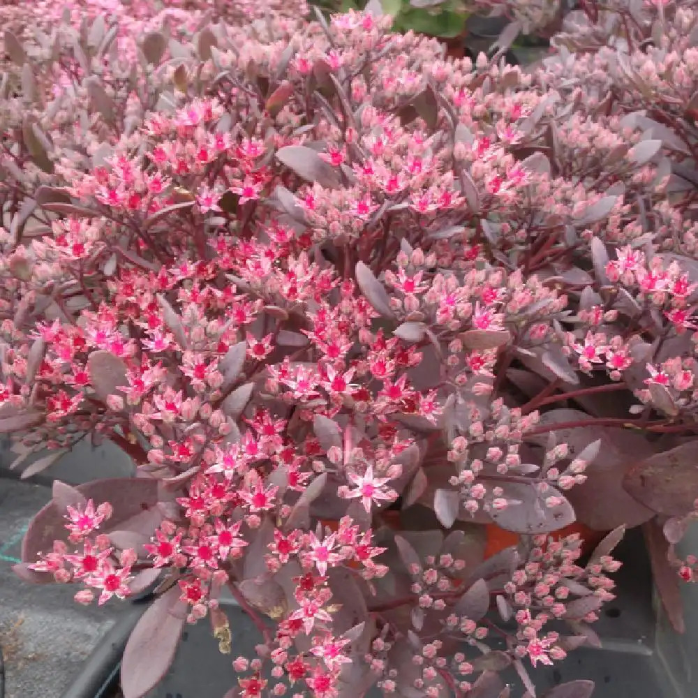 SEDUM 'Sunsparkler Dazzleberry'