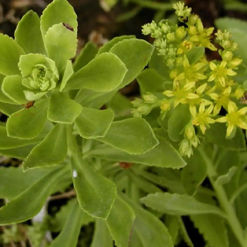 SEDUM takesimense