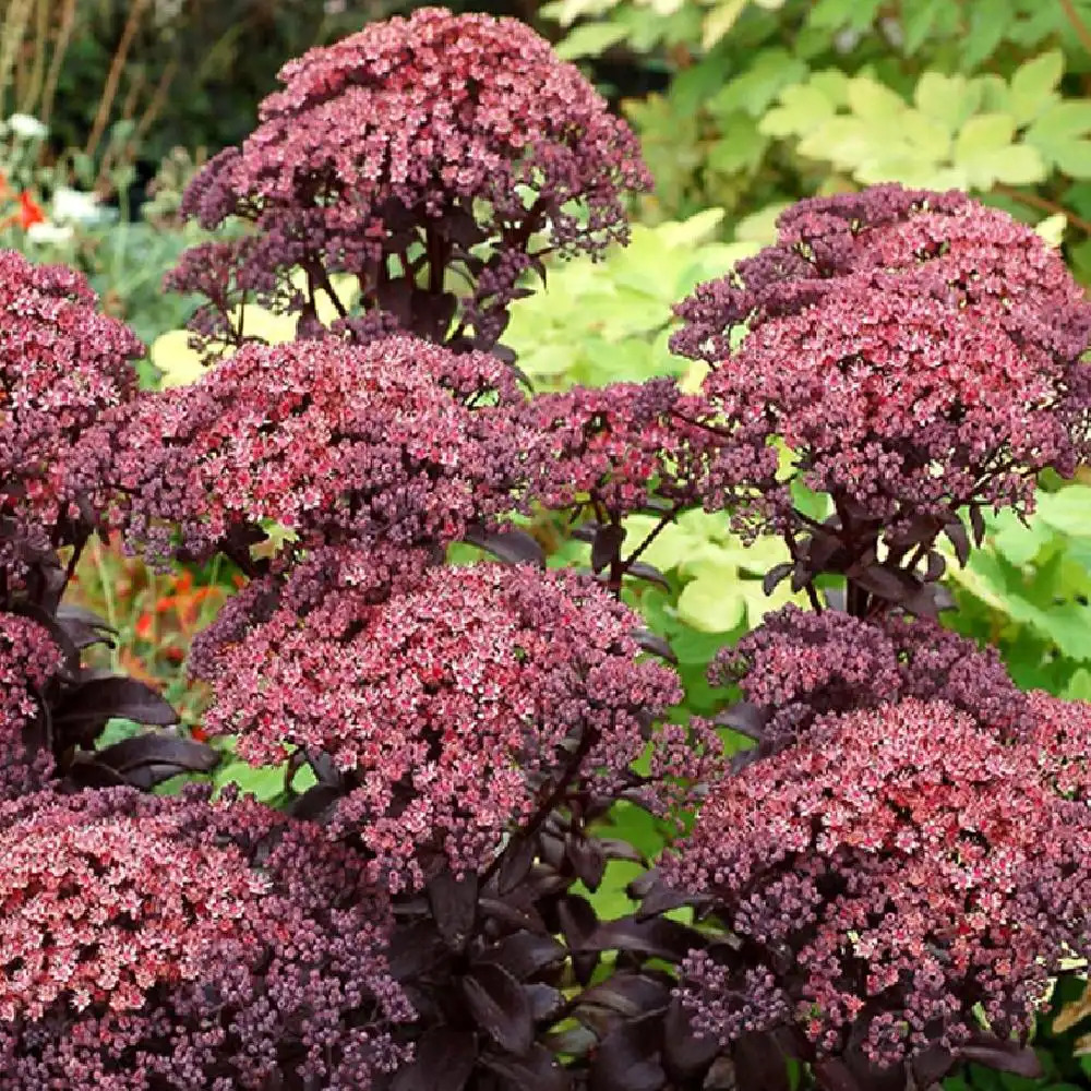 SEDUM telephium 'Dark Magic'