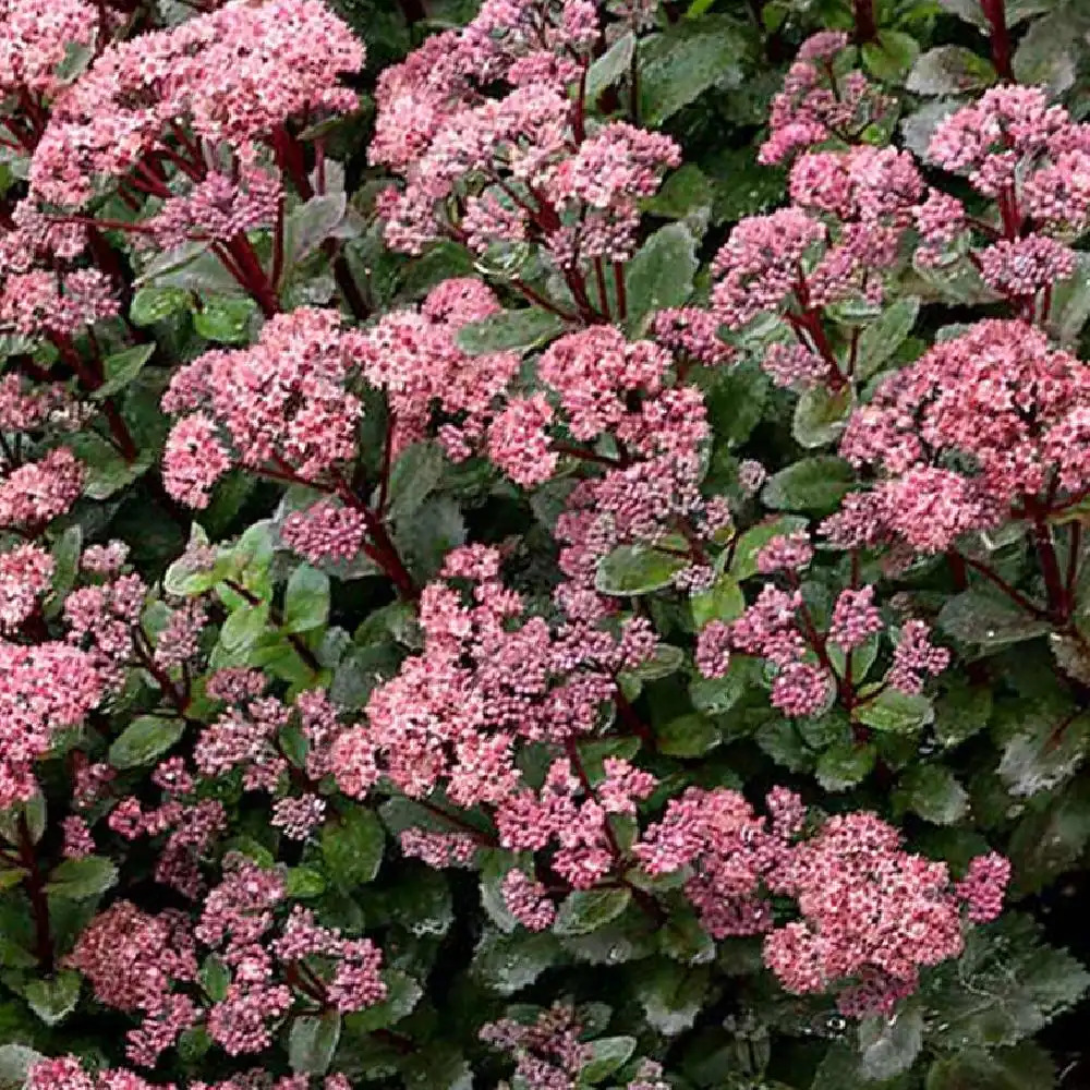 SEDUM telephium 'Double Martini'