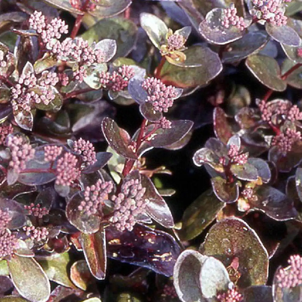 SEDUM telephium 'El Cid'