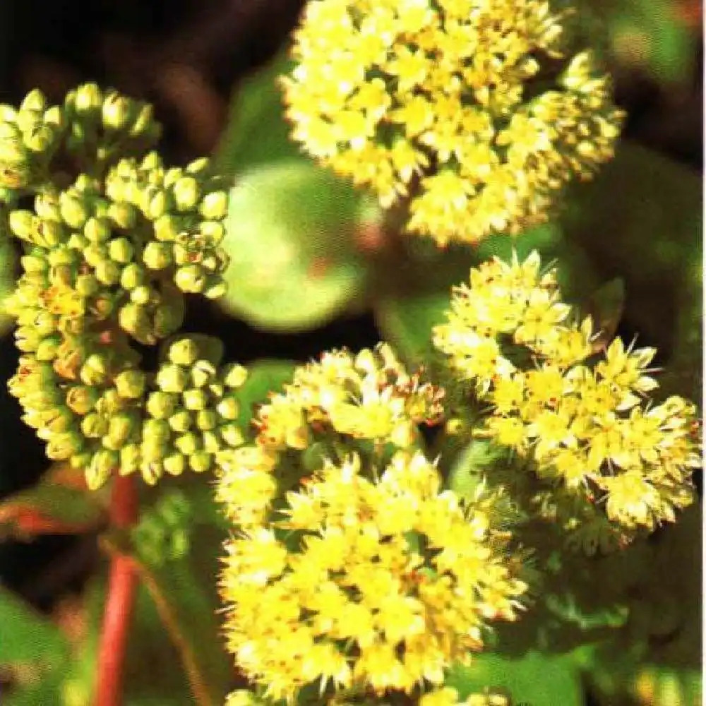 SEDUM telephium ssp. maximun 'Gooseberry Fool'