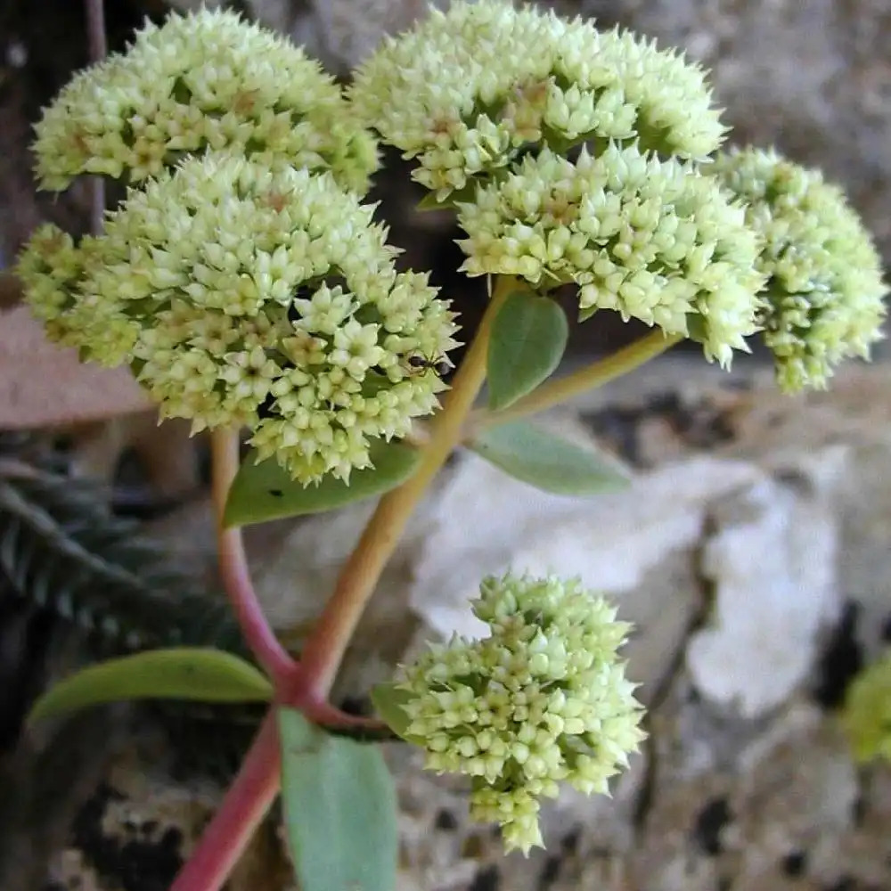 SEDUM telephium ssp. maximum