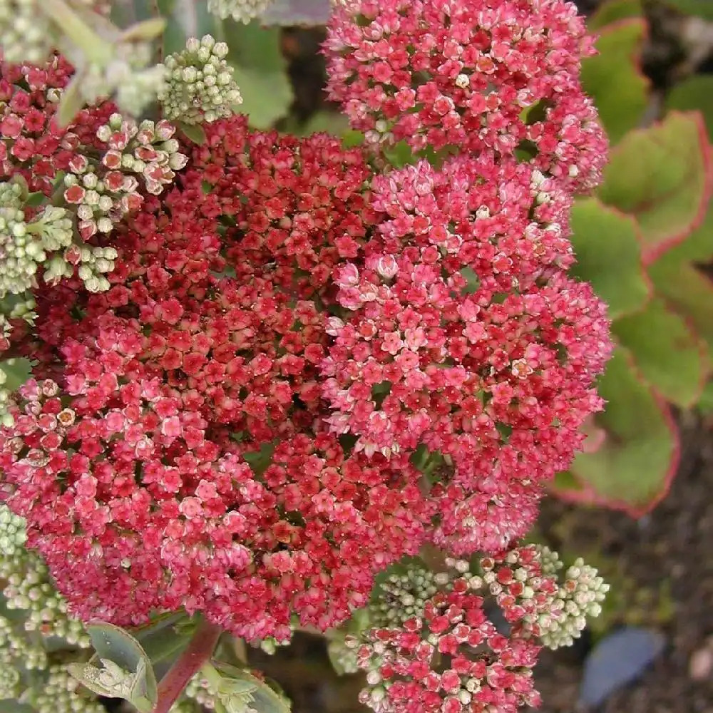 SEDUM telephium 'Munstead Dark Red'