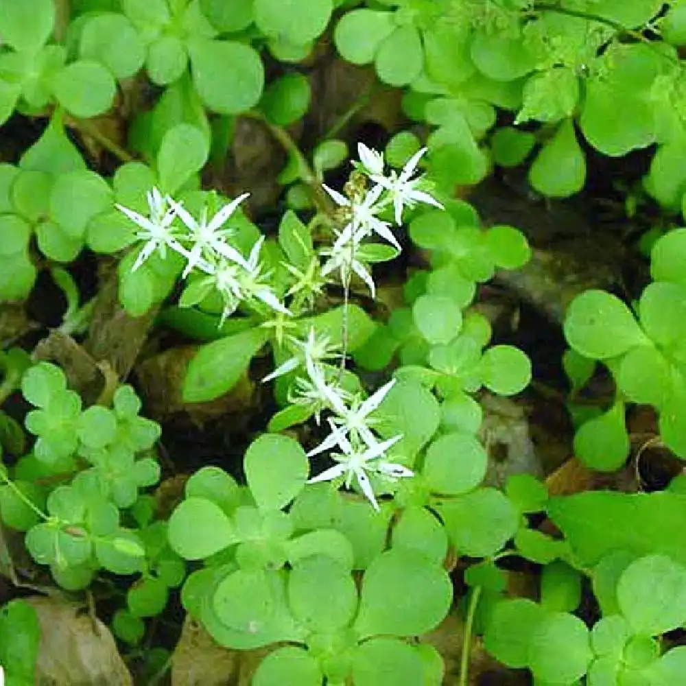 SEDUM ternatum