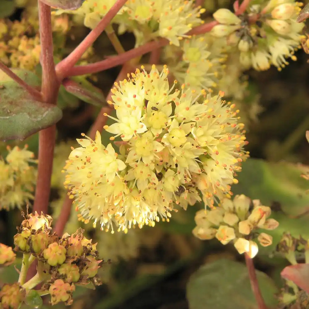 SEDUM telephium ssp. ruprechtii 'Hab Gray'