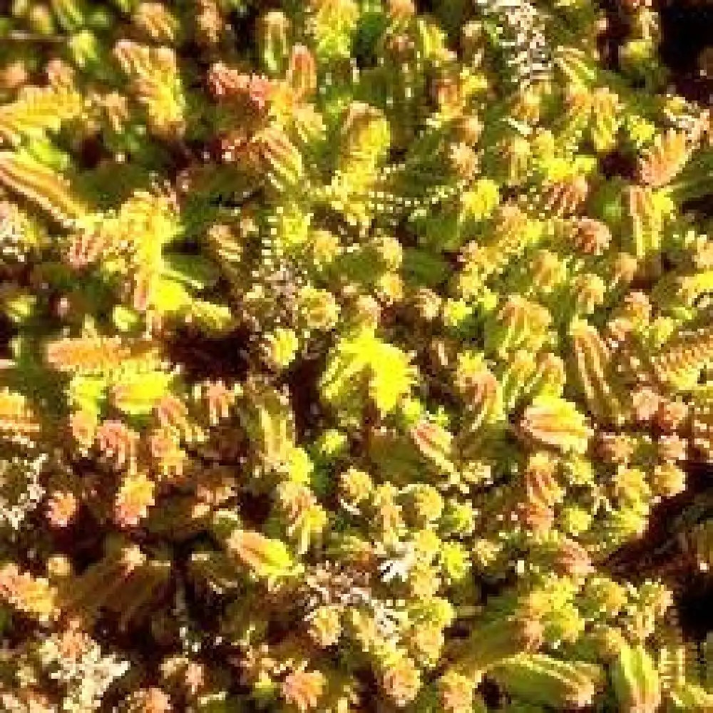 SEDUM verticillatum