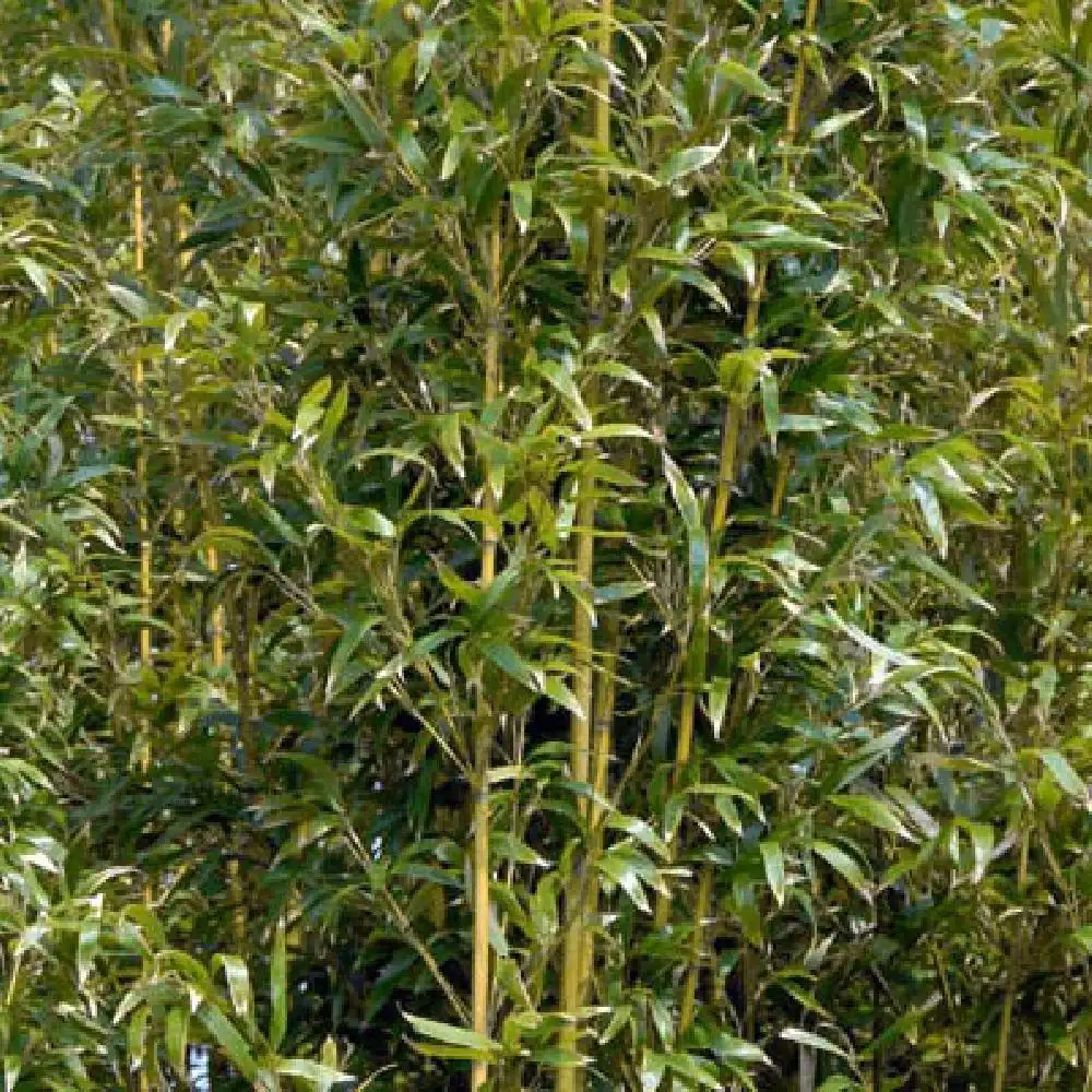 SEMIARUNDINARIA densiflora