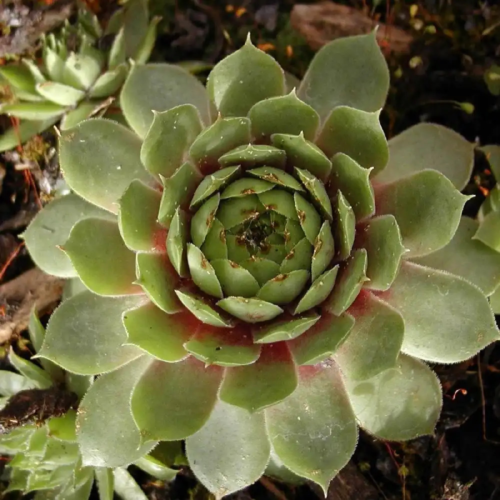 SEMPERVIVUM 'Andromede'