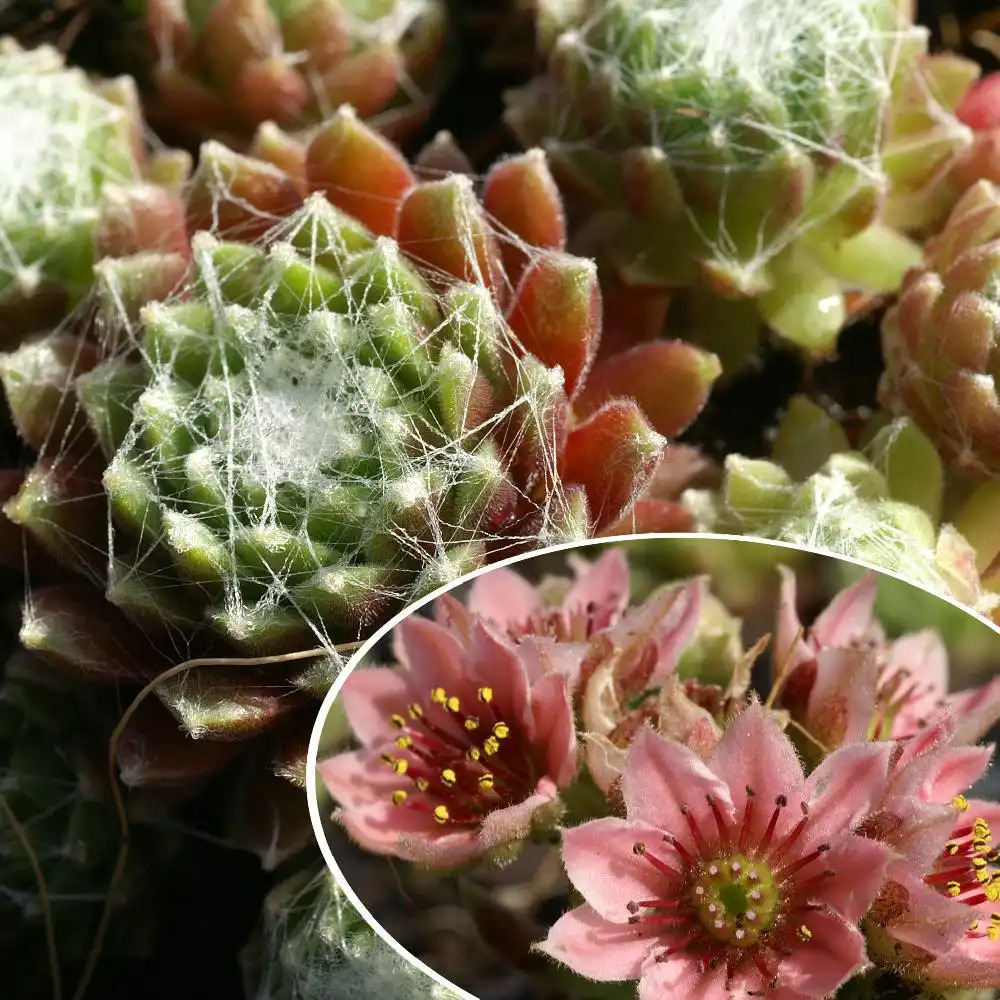 SEMPERVIVUM arachnoideum 'Rubrum'