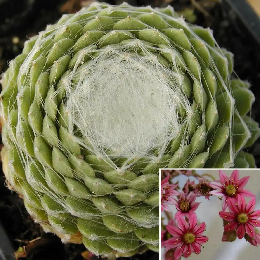 SEMPERVIVUM arachnoideum - Joubarbe toile d'araignée - pépinières Lepage  Bretagne Bord de mer