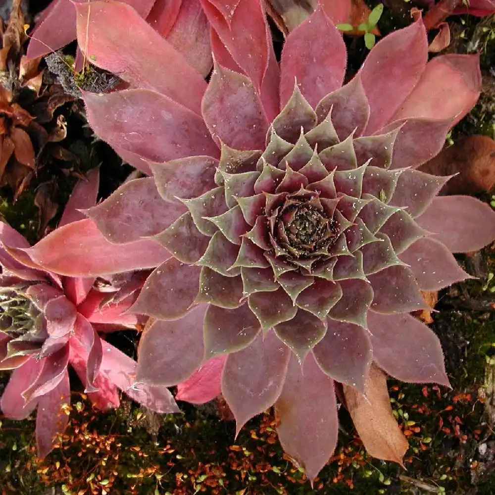 SEMPERVIVUM 'Bettelgeuse'