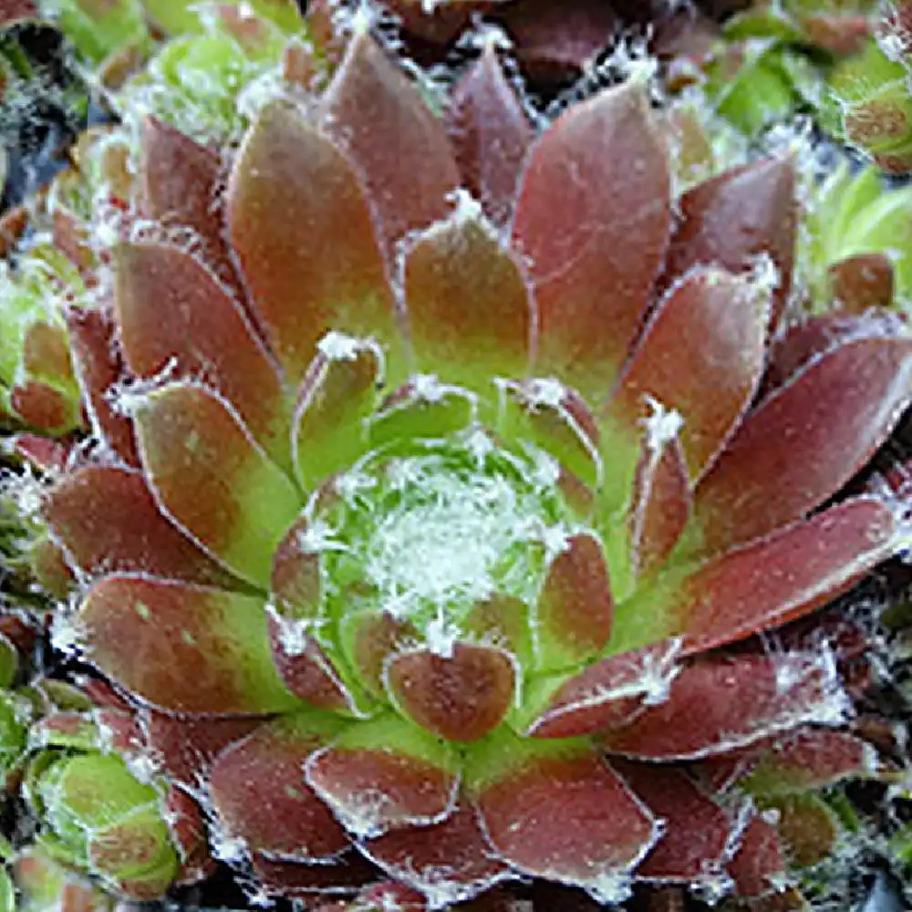 SEMPERVIVUM 'Cassiopea'