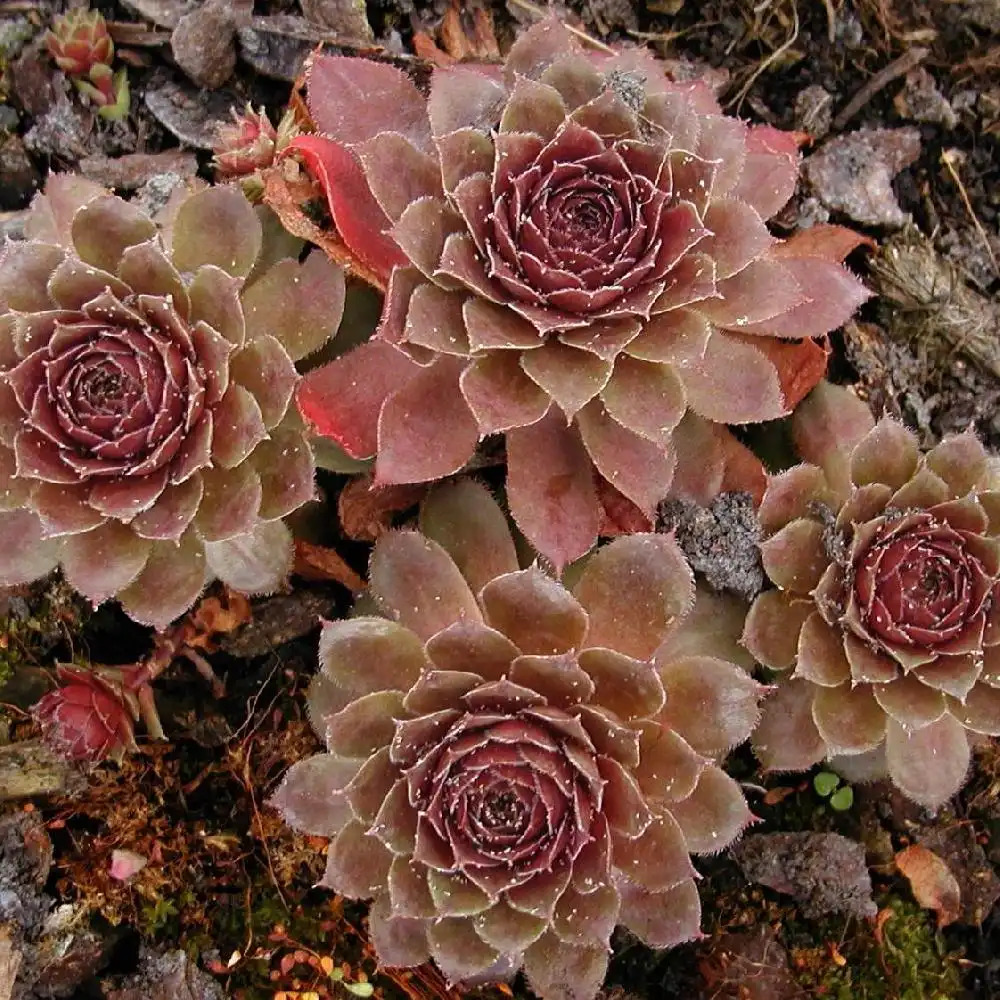 SEMPERVIVUM 'Commander Hay'