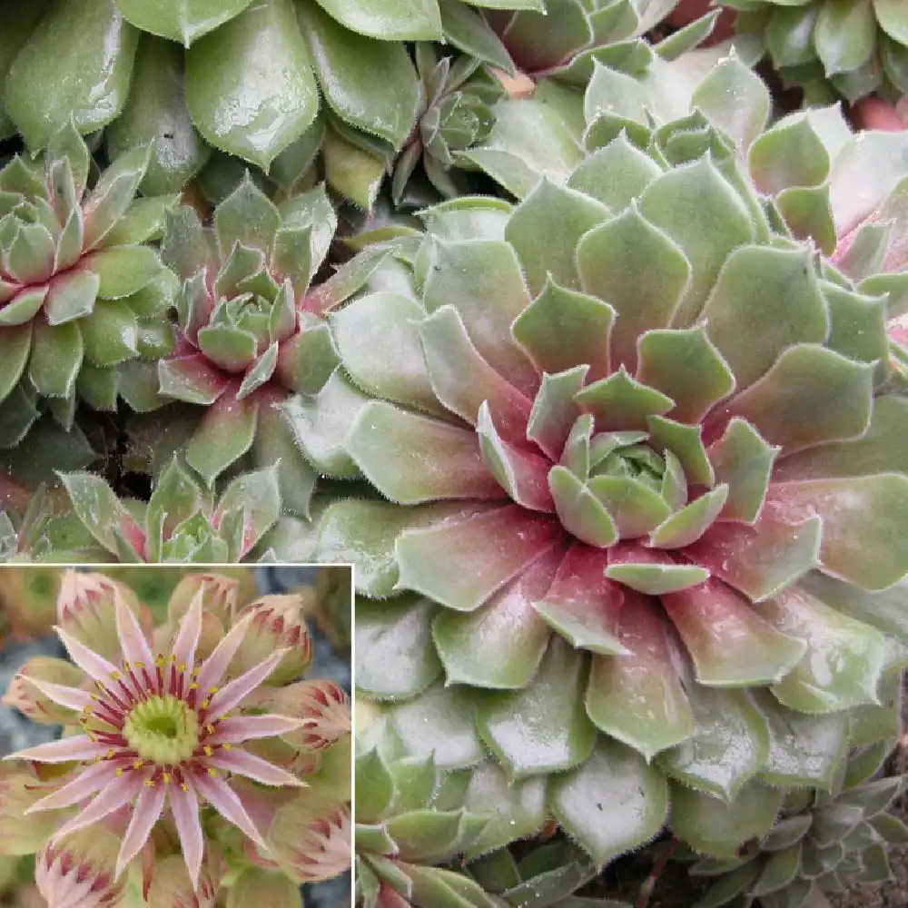 SEMPERVIVUM 'Eisbar'