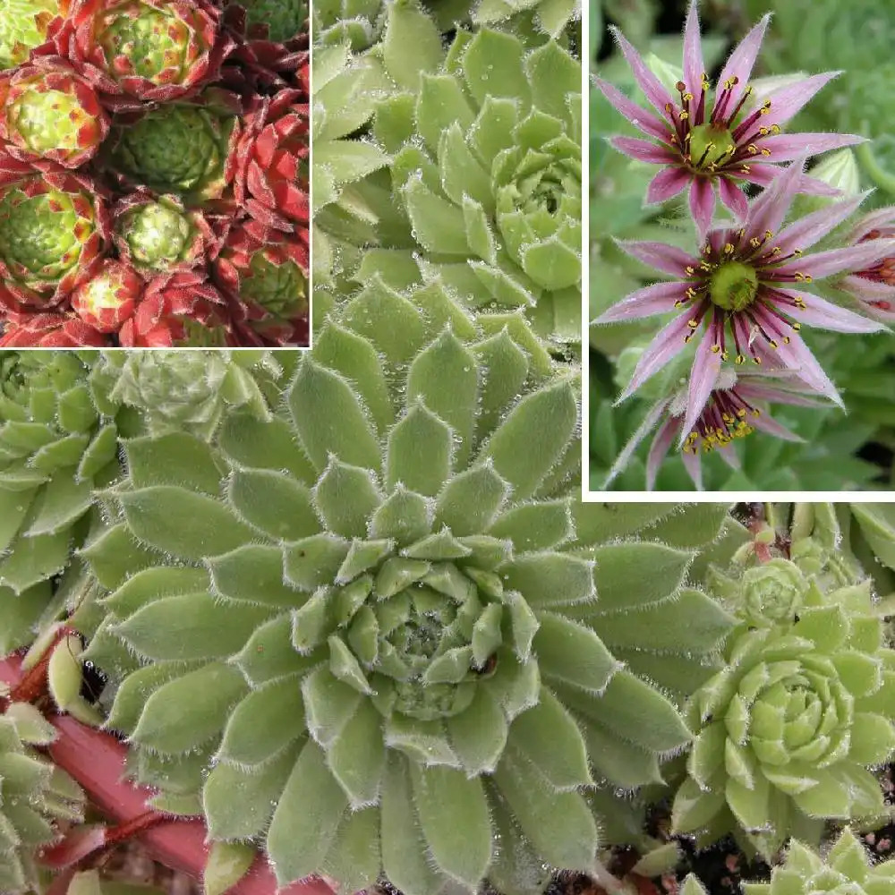 SEMPERVIVUM 'Hermann Näpfel'