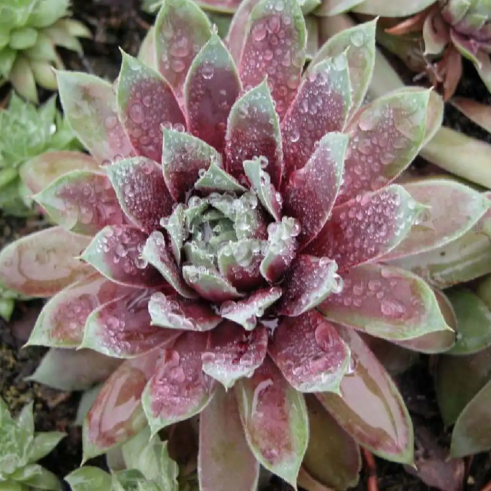 SEMPERVIVUM 'Killer'