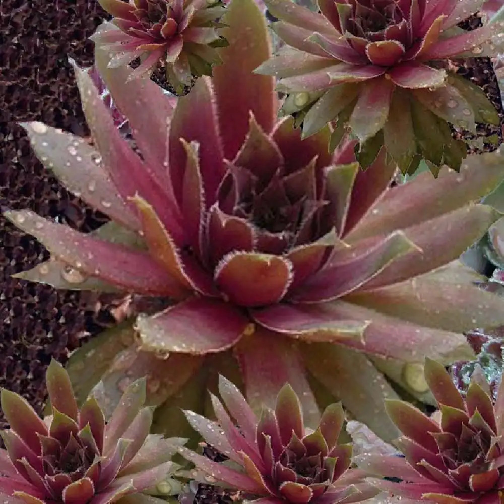 SEMPERVIVUM 'Ruby Star' - Joubarbe - pépinières Lepage Bretagne