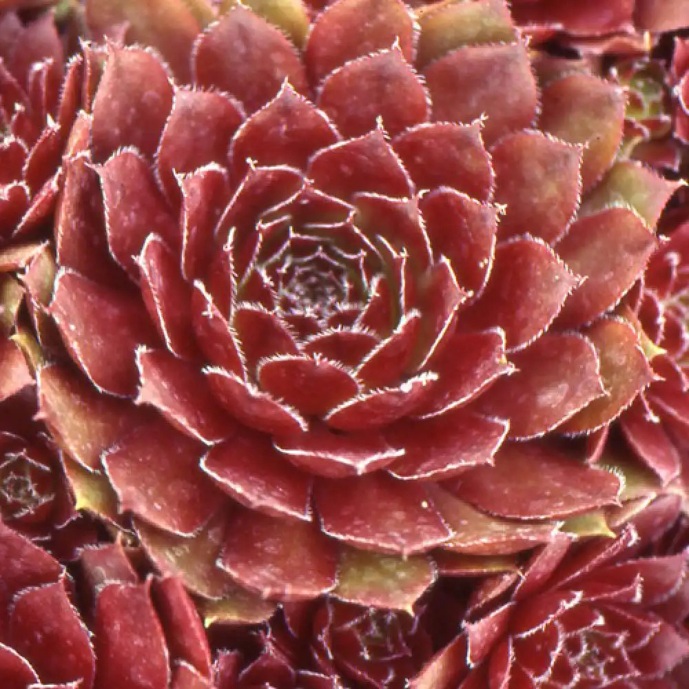 SEMPERVIVUM 'Rubin'