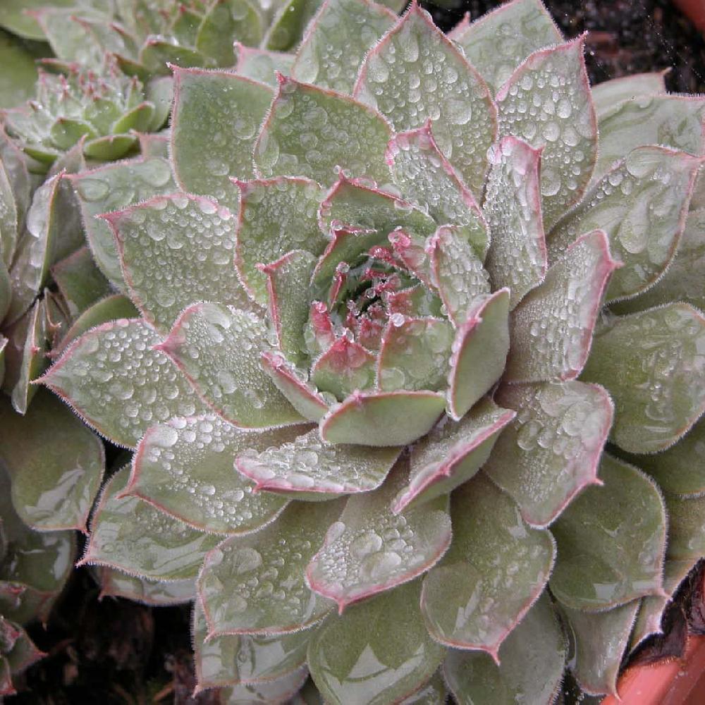 SEMPERVIVUM 'Sha Uri'