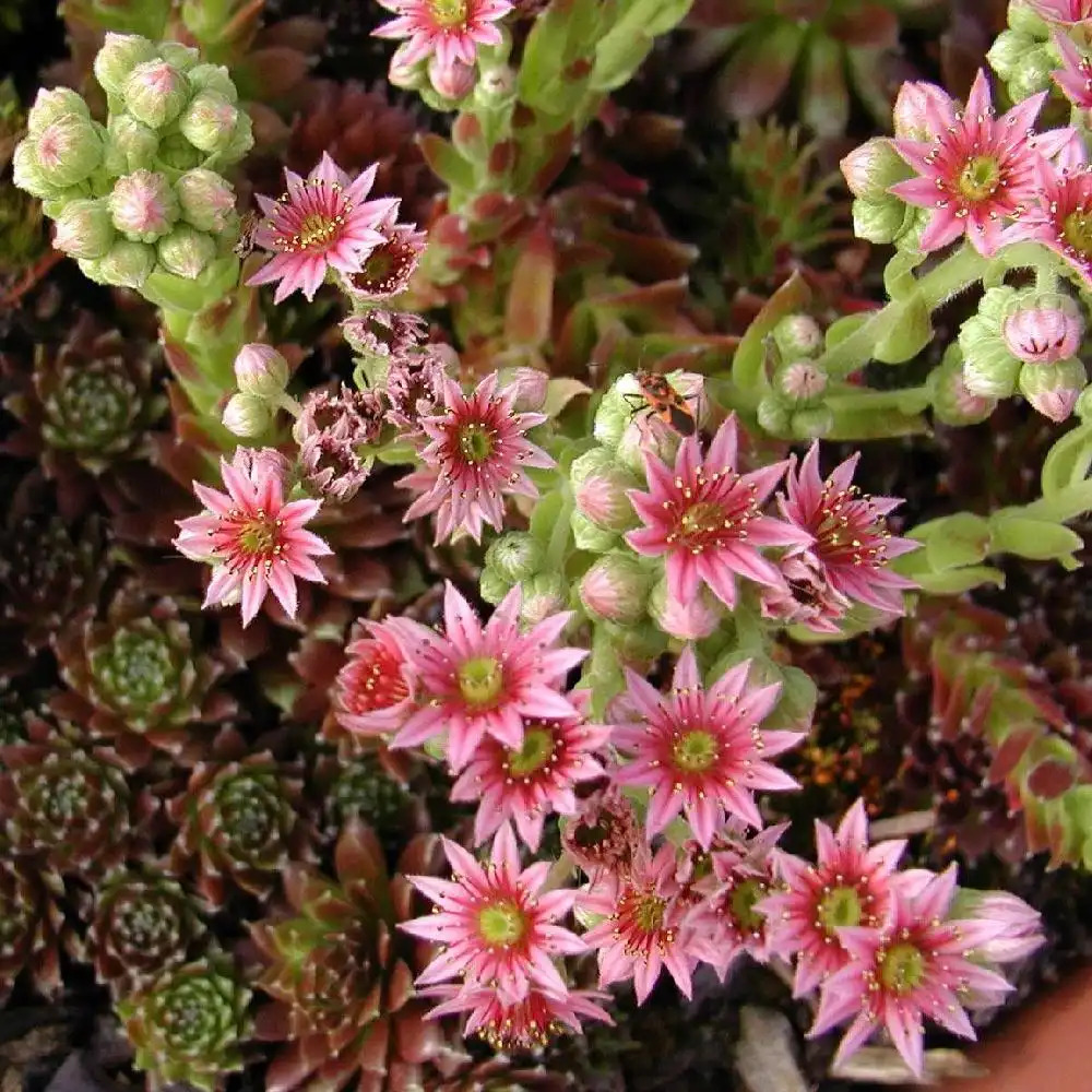 SEMPERVIVUM 'Silberkarneol'