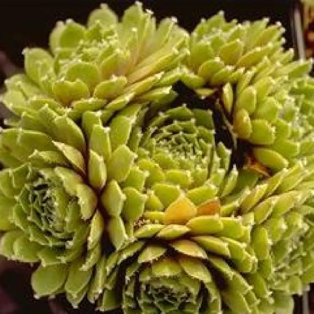 SEMPERVIVUM zelebori ( ruthenicum )