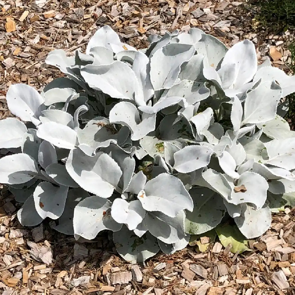 SENECIO Wings' - blanc - 'Aîles d'Ange' - pépinières Lepage Bretagne de mer