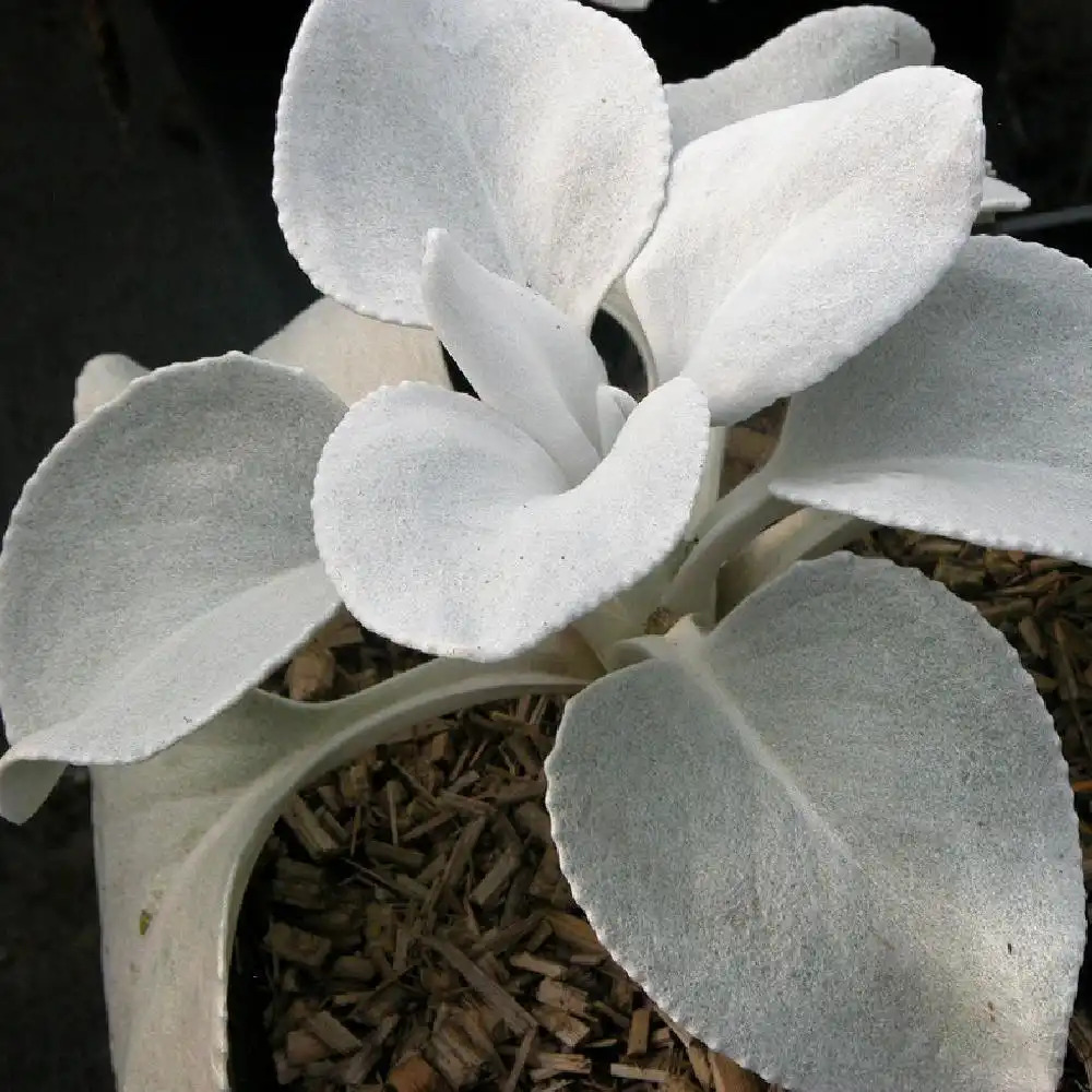 SENECIO candicans 'Angel Wings'.' image 2