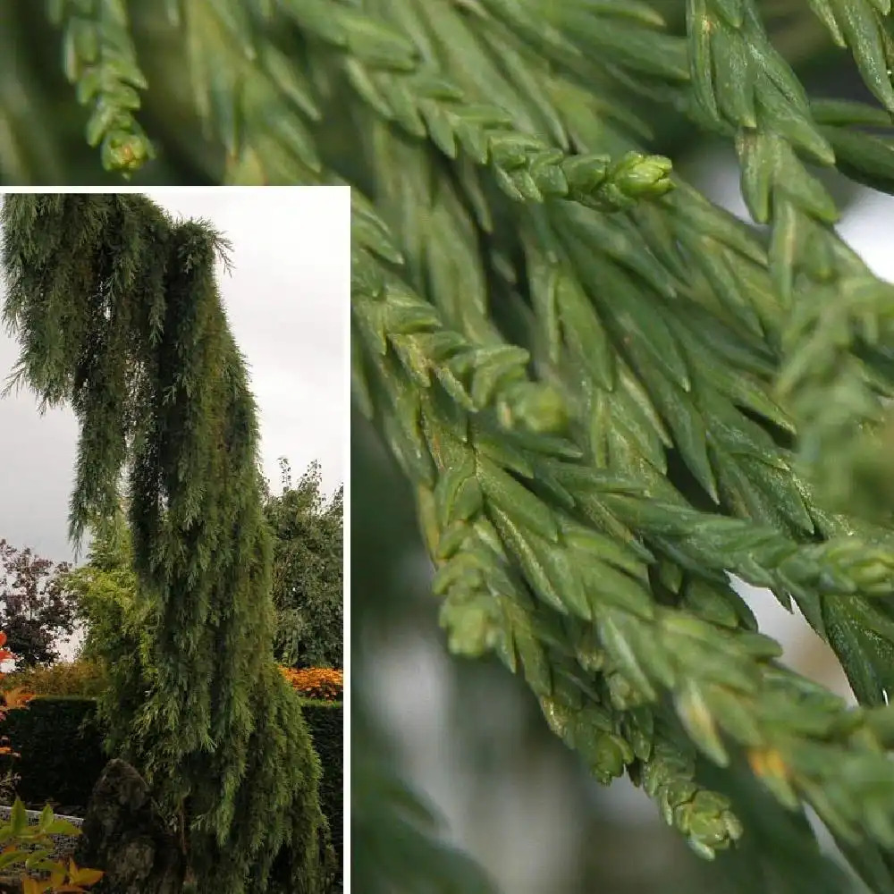 SEQUOIADENDRON giganteum 'Pendulum'