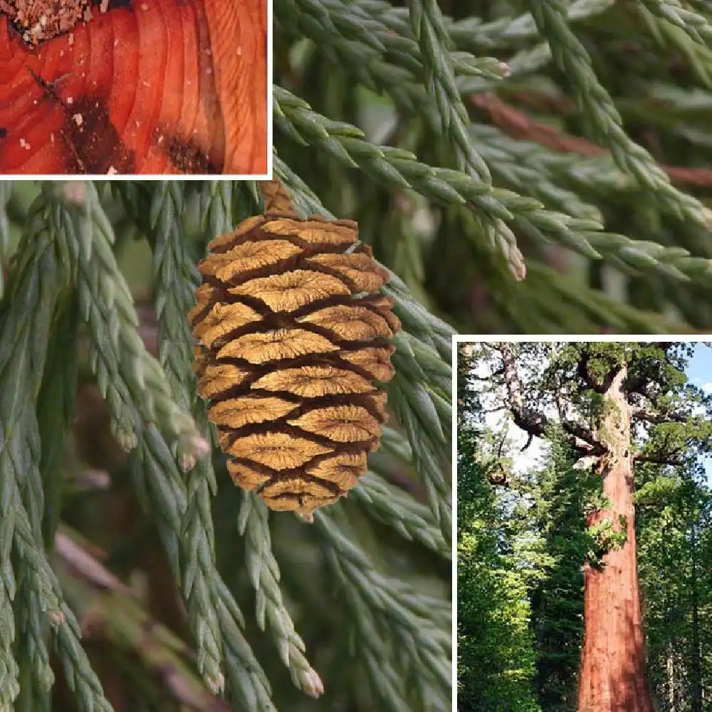 SEQUOIADENDRON giganteum