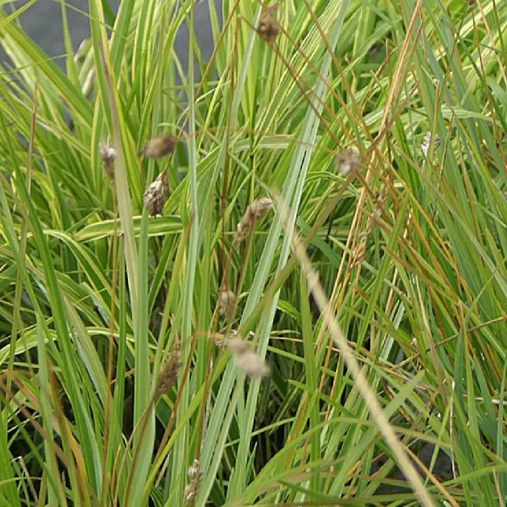 SESLERIA heuffleriana