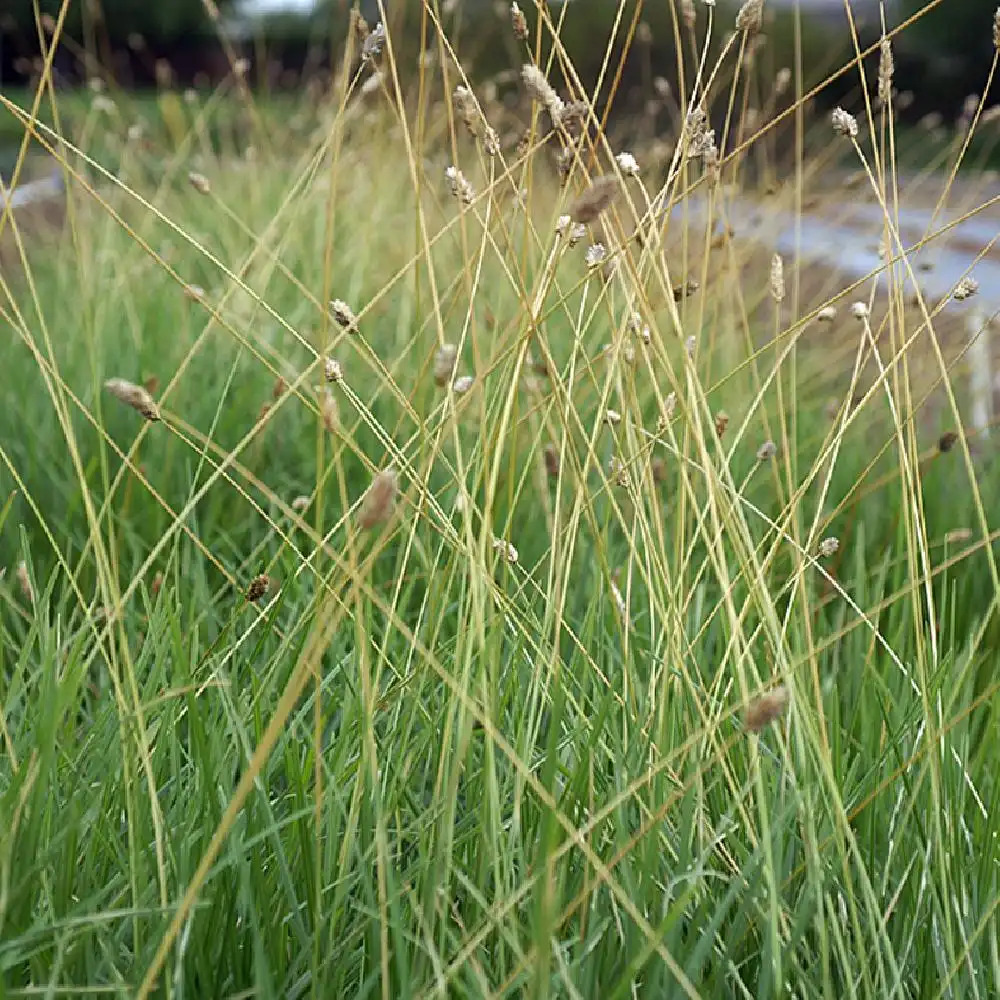 SESLERIA sadleriana